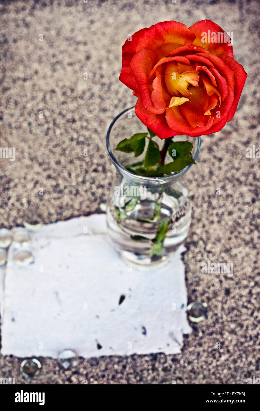Rosen in einer Glasvase über Sand Hintergrund mit weißen Stück Papier. Sommer-Liebe-Hintergrund mit Textfreiraum Stockfoto