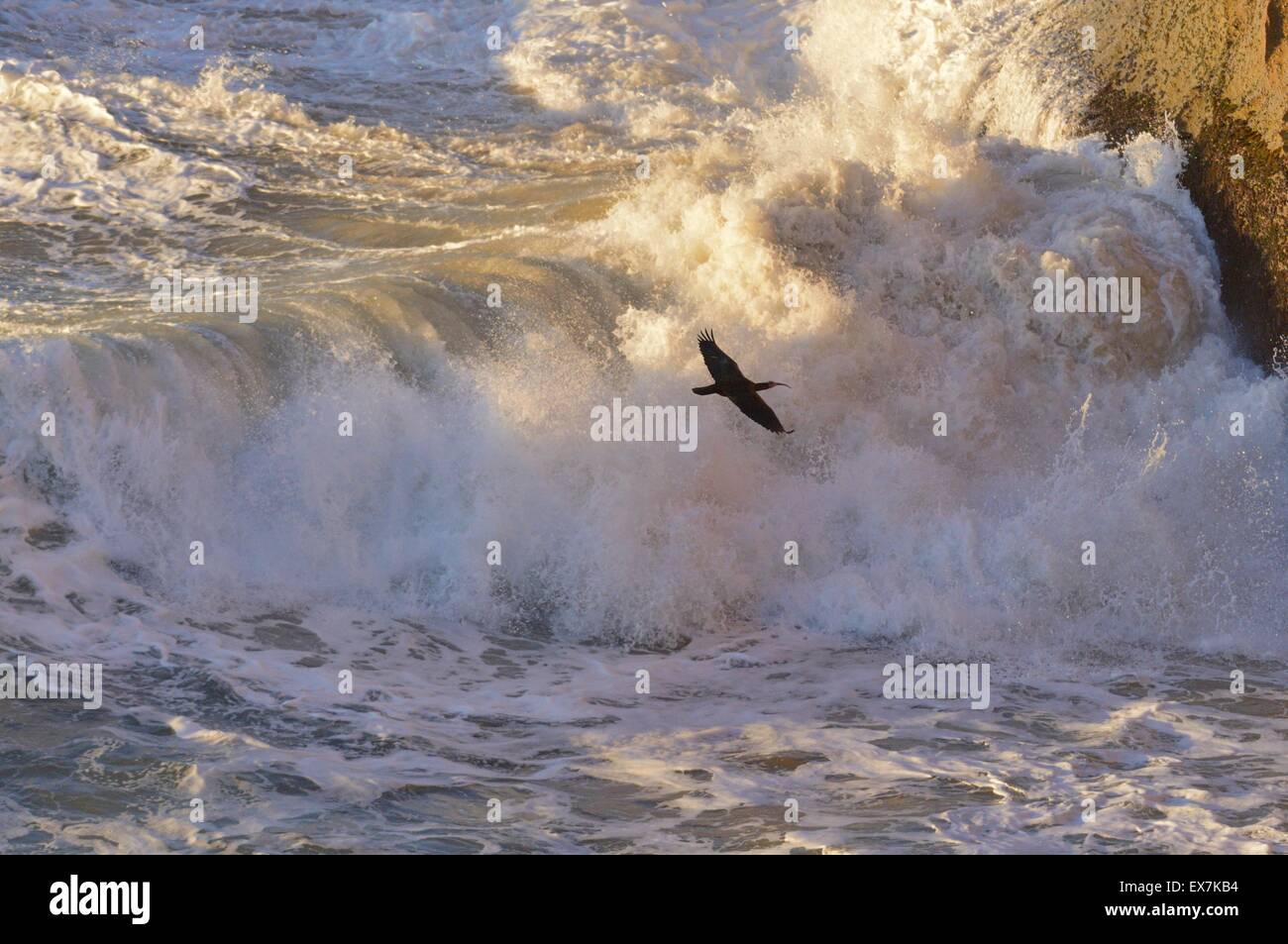 Nördlichen Waldrappen (Einsiedler Ibis oder Waldrapp) Geronticus Eremita im Flug auf atlantische Küste von Marokko Stockfoto