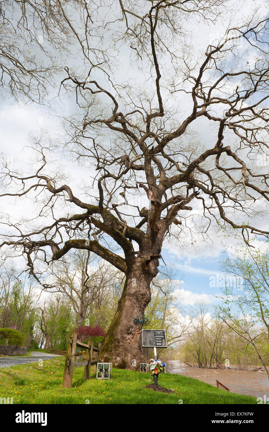 Größte registrierte Chinquapin Eiche im Commonwealth von Virginia. Es wird geschätzt, dass es in den 1700er Jahren stammt. Stockfoto