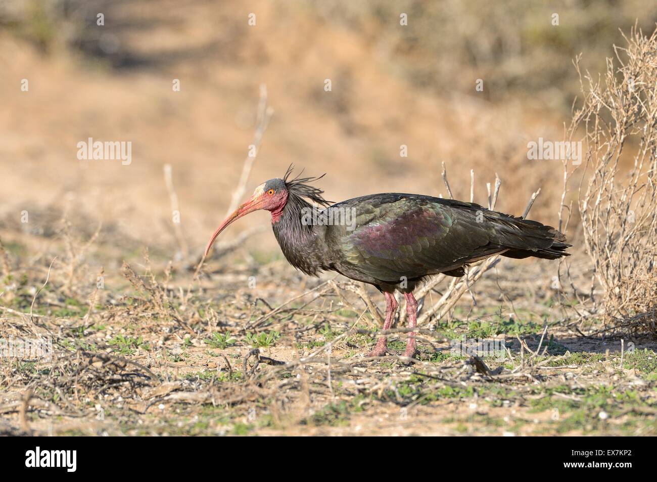 Nördlichen Waldrappen (Einsiedler Ibis oder Waldrapp) Geronticus Eremita Futtersuche auf atlantische Küste von Marokko Stockfoto