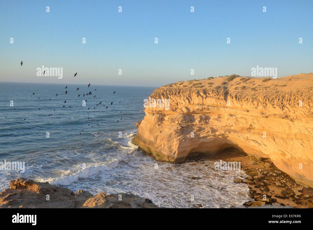 Nördlichen Waldrappen (Einsiedler Ibis oder Waldrapp) Geronticus Eremita Brutkolonie auf atlantische Küste von Marokko Stockfoto