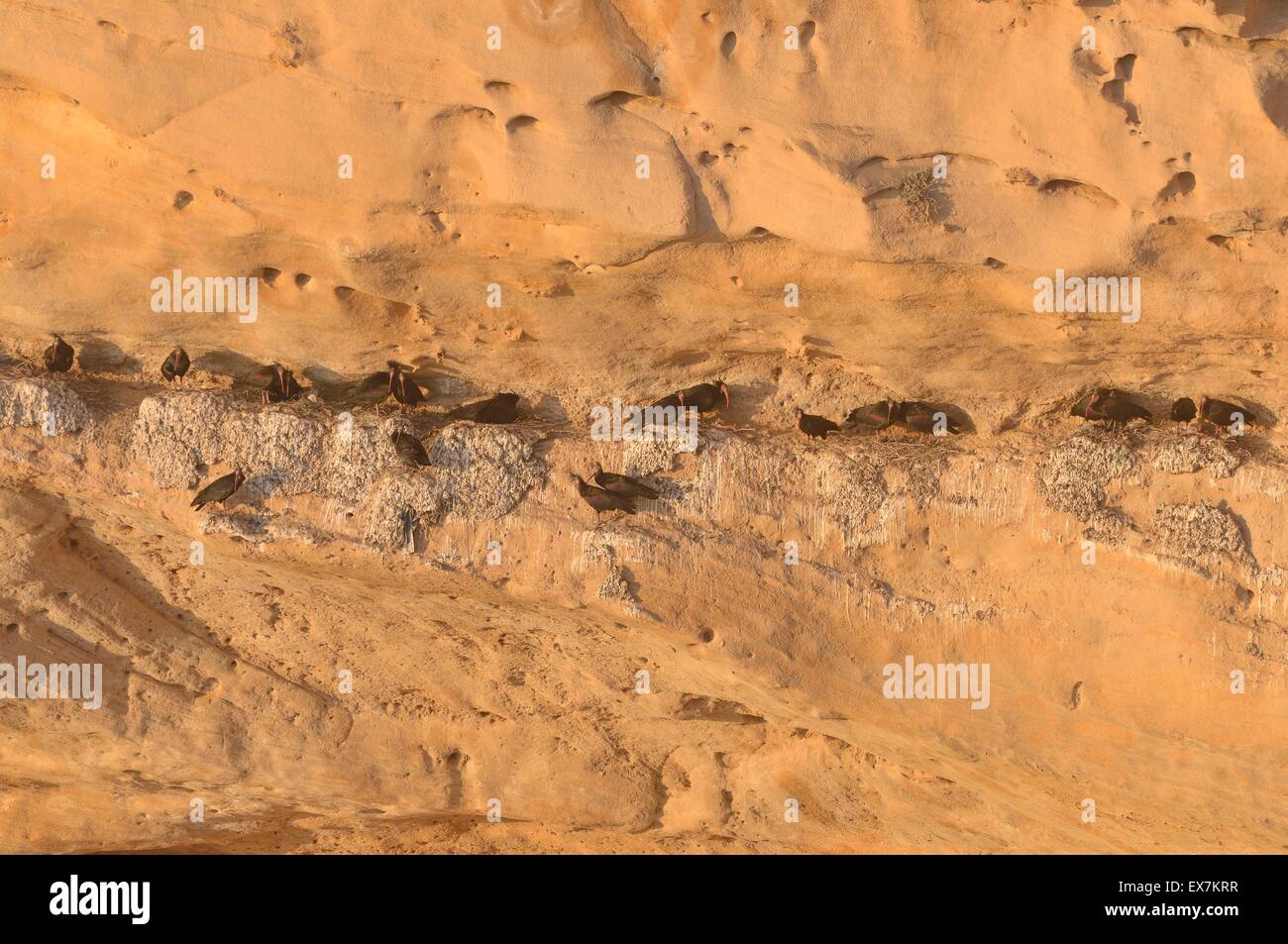 Nördlichen Waldrappen (Einsiedler Ibis oder Waldrapp) Geronticus Eremita Brutkolonie auf atlantische Küste von Marokko Stockfoto
