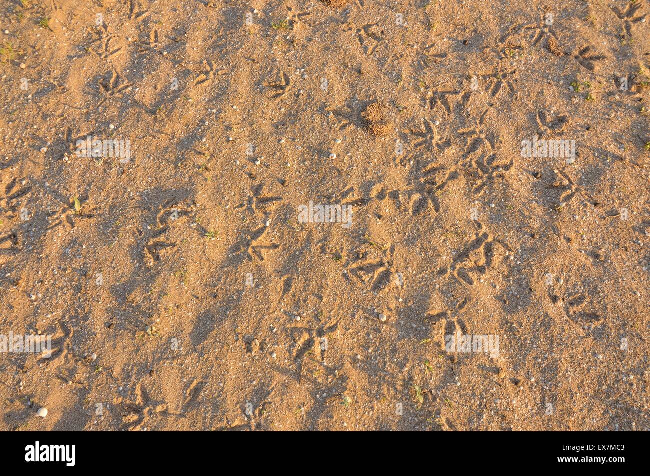Nördlichen Waldrappen (Einsiedler Ibis oder Waldrapp) Geronticus Eremita Spuren im Sand auf atlantische Küste von Marokko Stockfoto