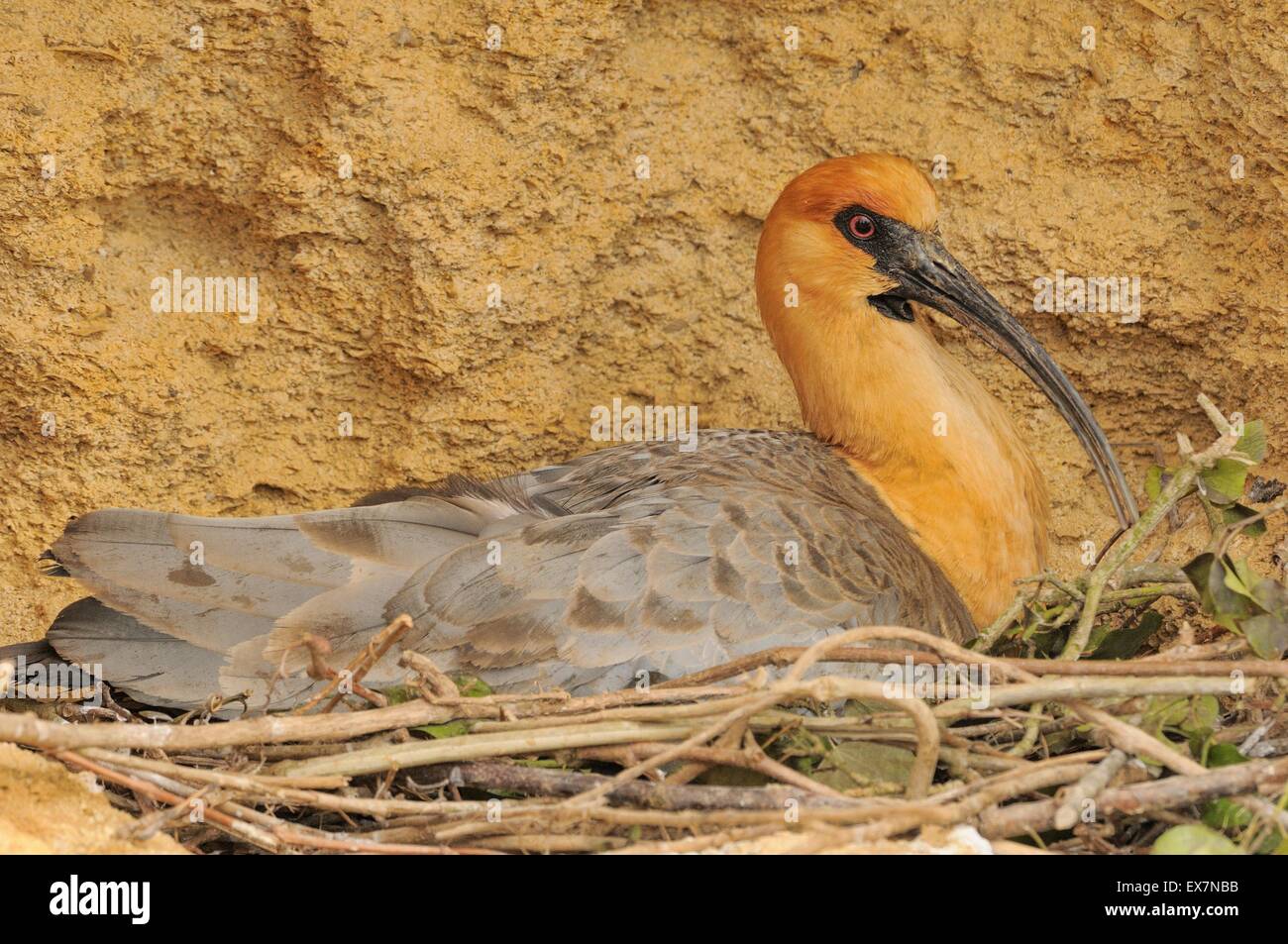 Black-faced Ibis Theristicus Melanopis in Gefangenschaft Stockfoto