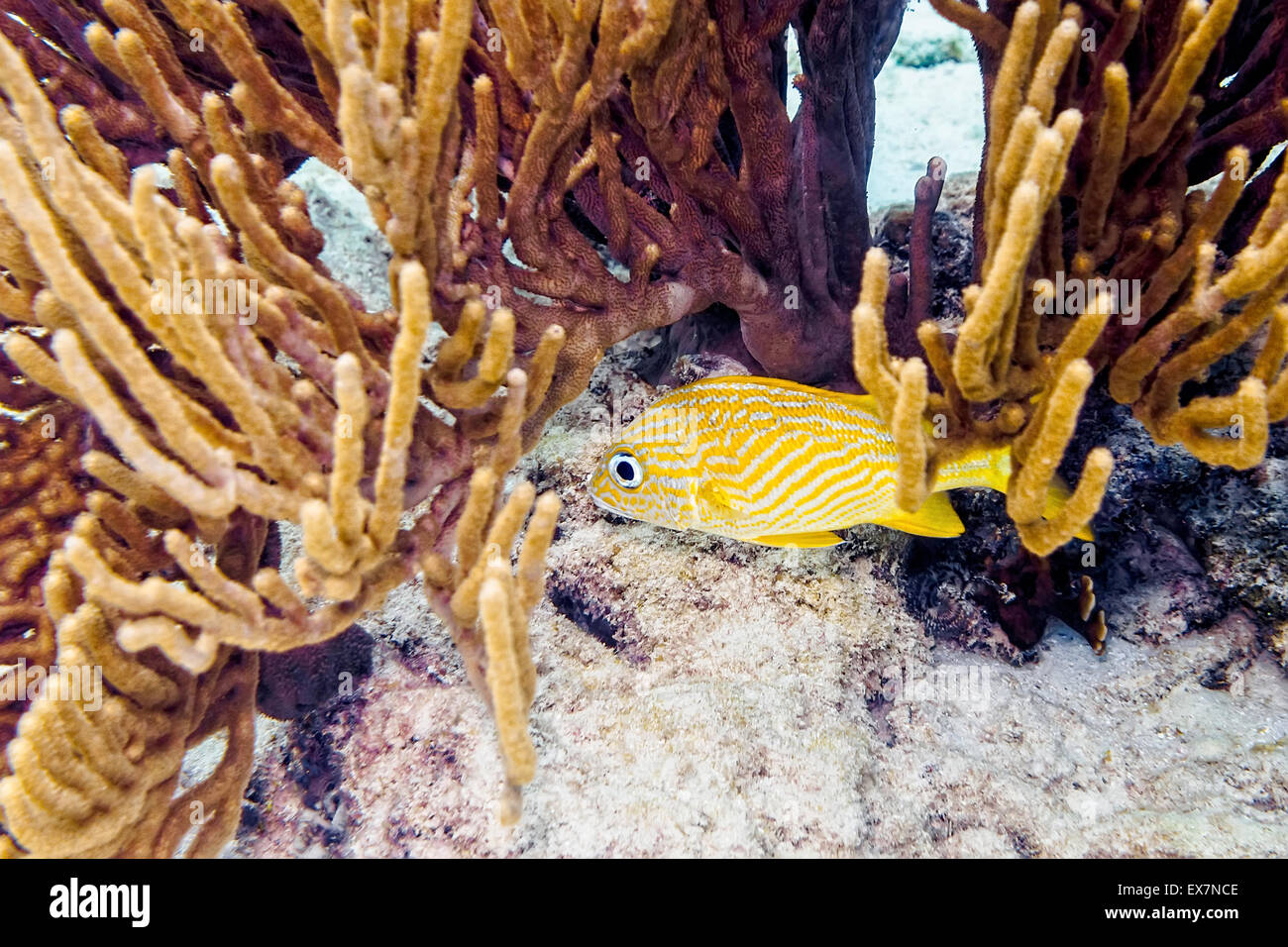 Französisch-Grunt navigieren, obwohl stacheligen Gorgonien Korallen am See in Bonaire Website Stockfoto
