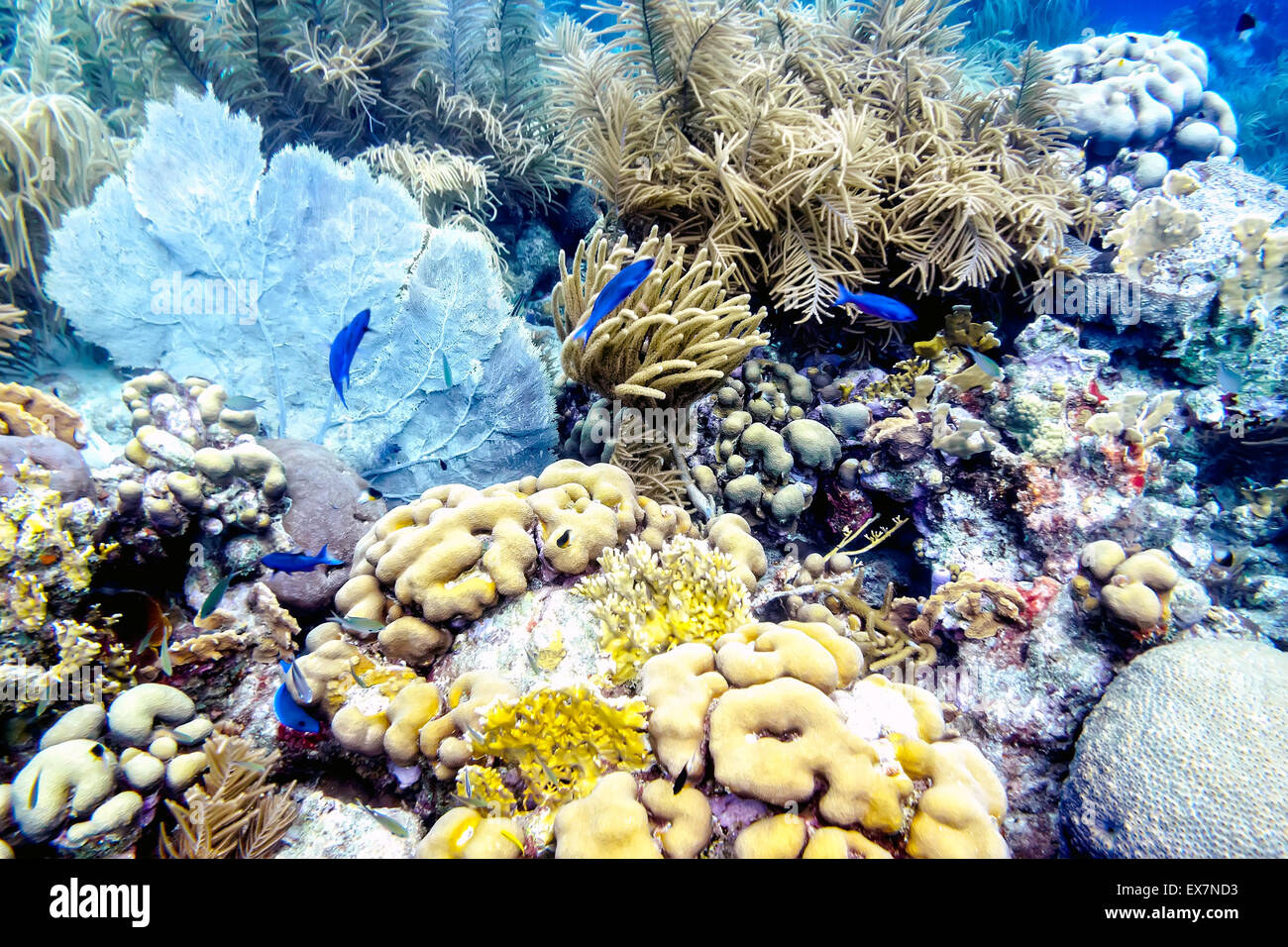 Chromis Schwimmen unter Gorgonien, Meer Stäbe, Gehirn Korallen und Schwämme an den Sharons Gelassenheit Standort in Klein Bonaire Bonaire blau Stockfoto