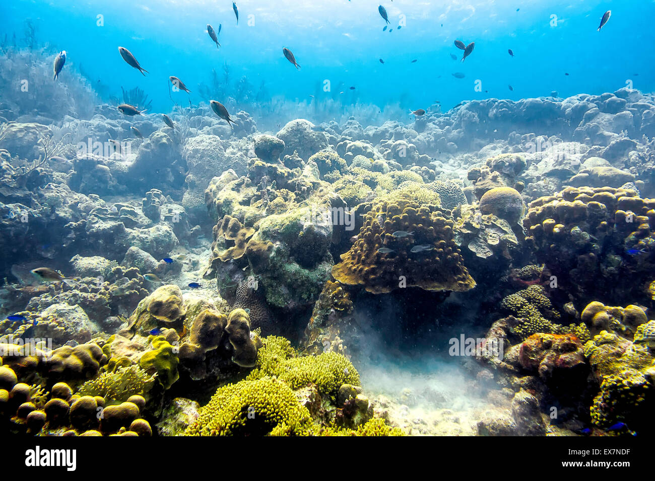 Fische, Korallen Schwämme Koexistenz zusammen am Standort Messer Klein Bonaire, Bonaire Stockfoto
