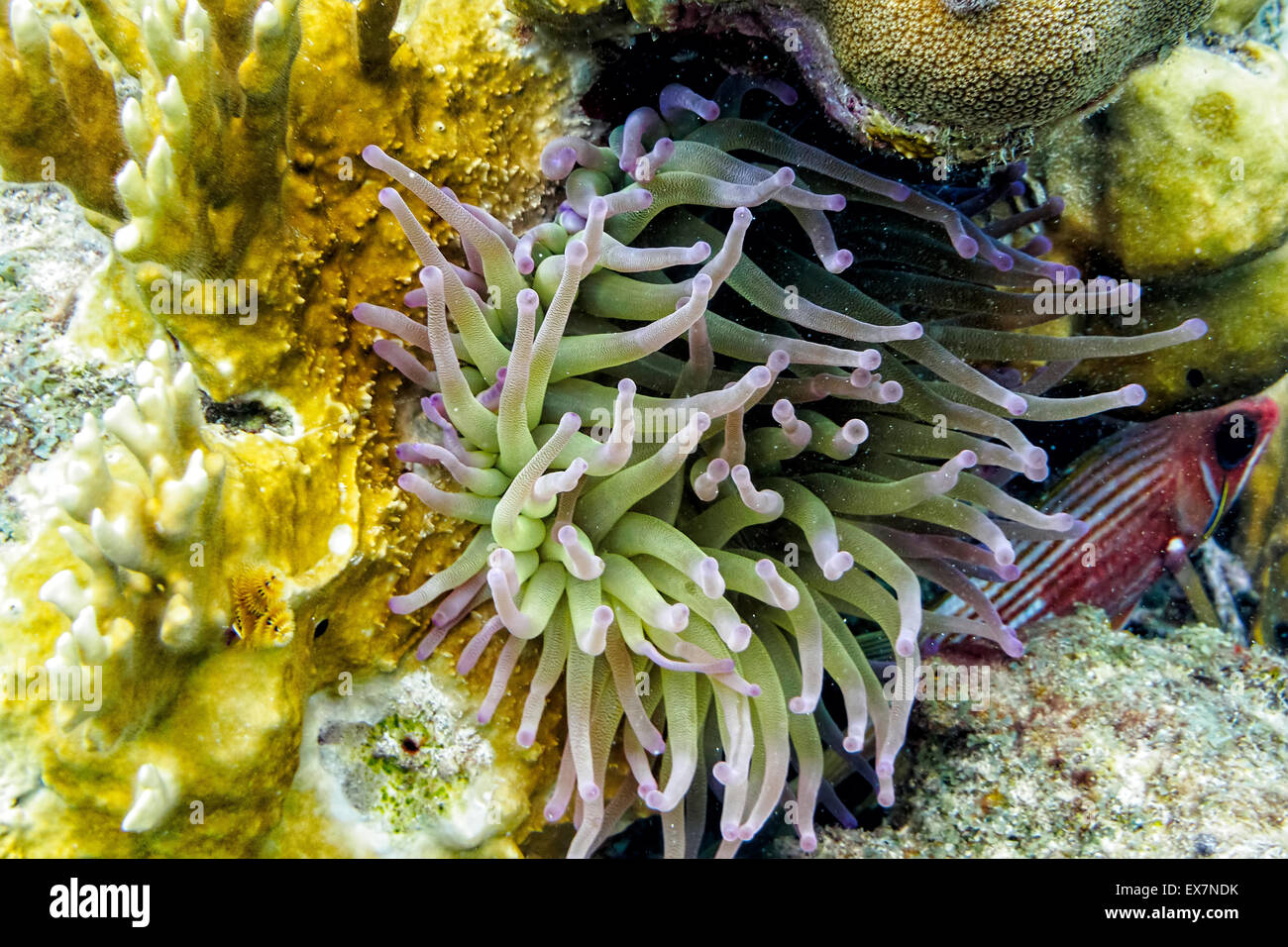 Squirrelfish versteckt unter riesigen Seeanemone in Sharons Gelassenheit in Klein Bonaire, Bonaire Stockfoto