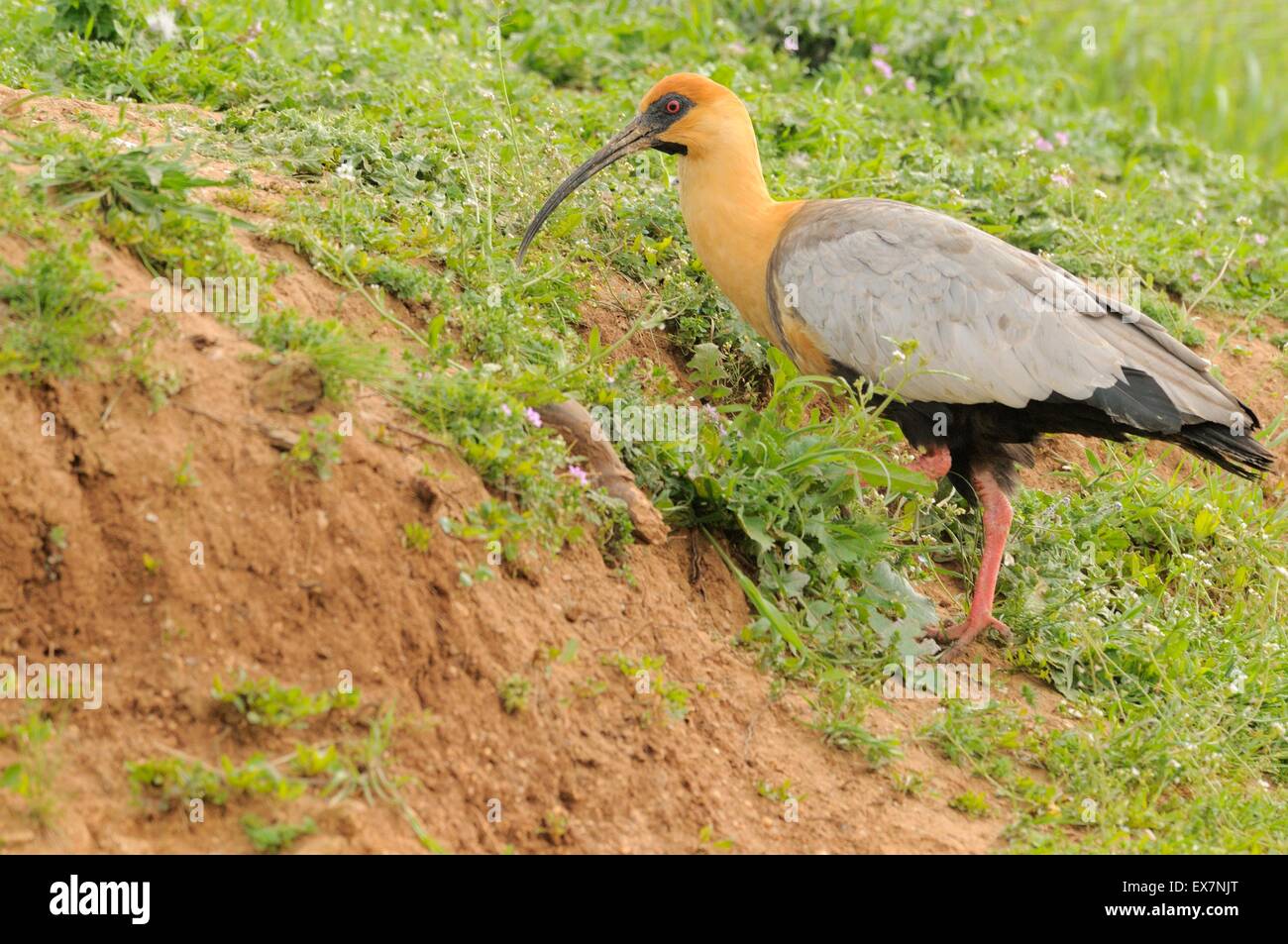 Black-faced Ibis Theristicus Melanopis in Gefangenschaft Stockfoto