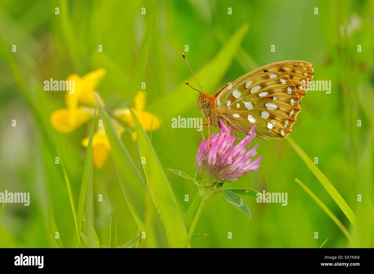 Dunkel grün Fritillary Argynnis Aglaja fotografiert in SW-Frankreich Stockfoto