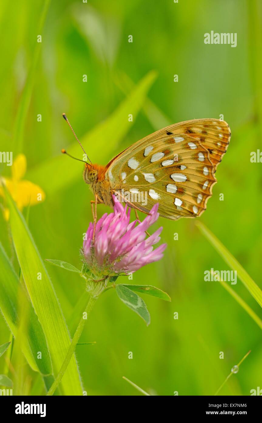 Dunkel grün Fritillary Argynnis Aglaja fotografiert in SW-Frankreich Stockfoto