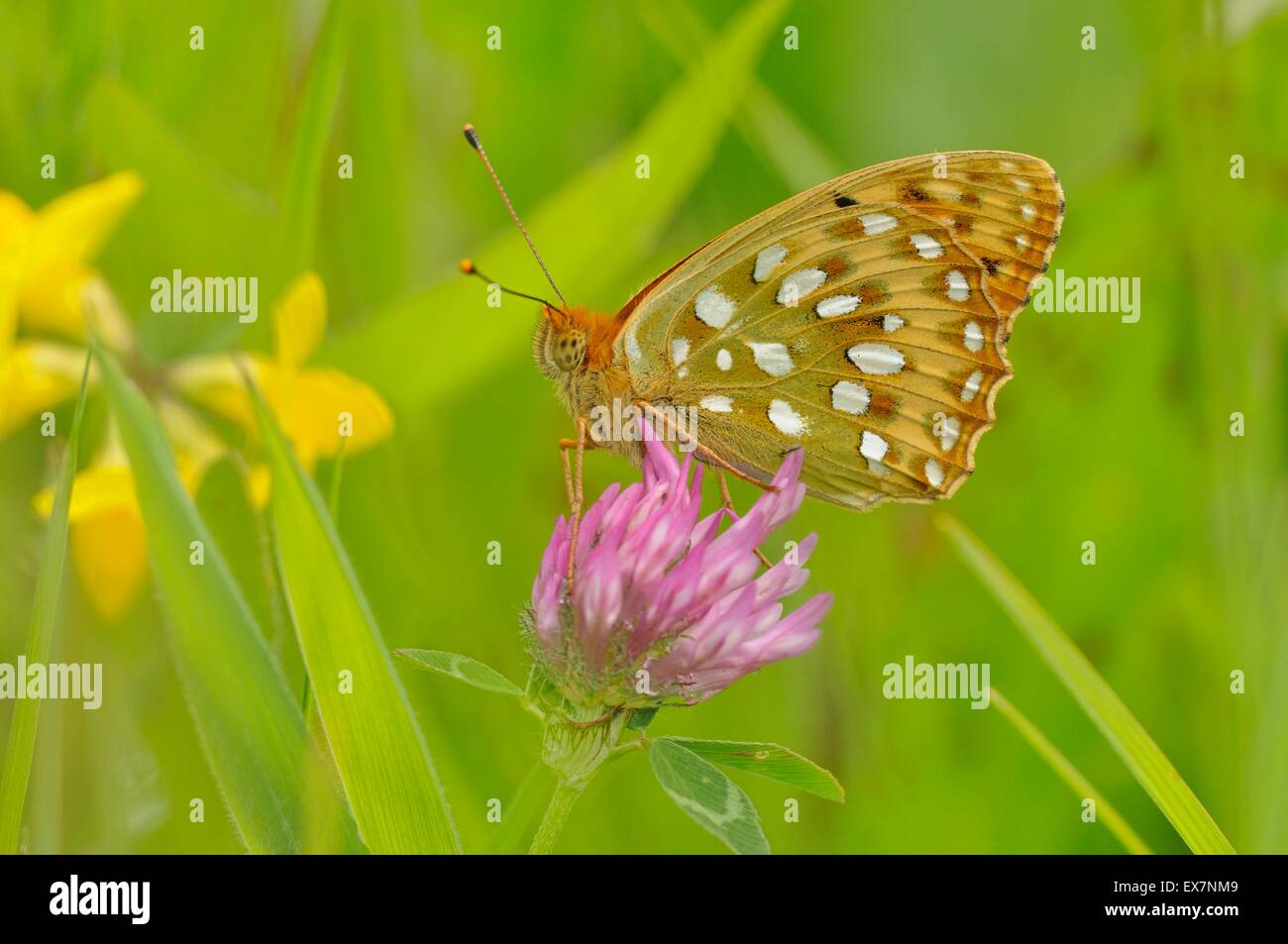 Dunkel grün Fritillary Argynnis Aglaja fotografiert in SW-Frankreich Stockfoto