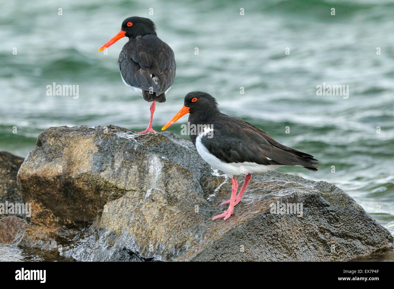 Trauerschnäpper Austernfischer Haematopus Longirostris fotografiert in Tasmanien, Australien Stockfoto