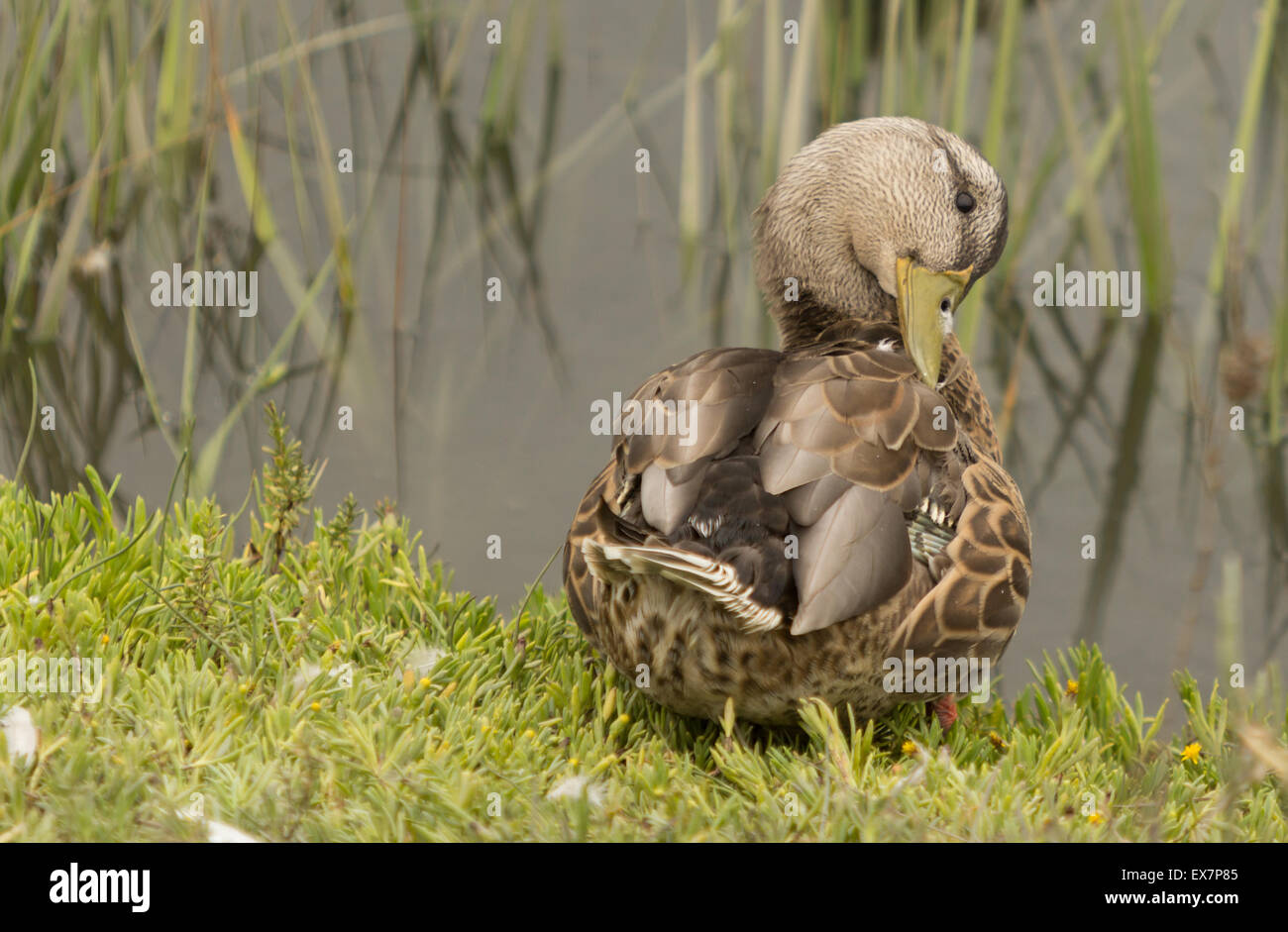 Wilden Stockente Anas Platyrhynchos, am Rande eines Teiches Stockfoto