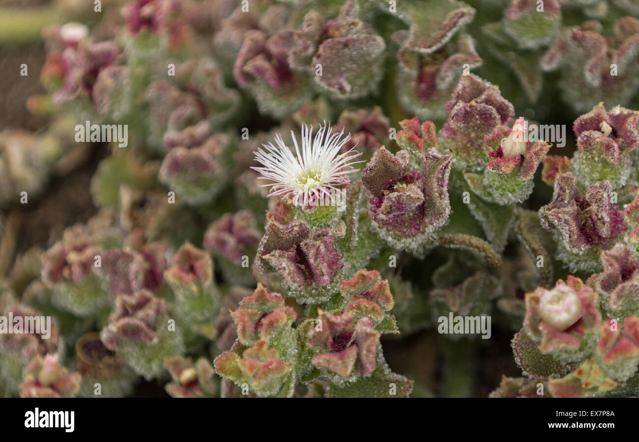 eiskraut-Farbmix 400 Graines Mesembryanthemum Criniflorum-Fleur