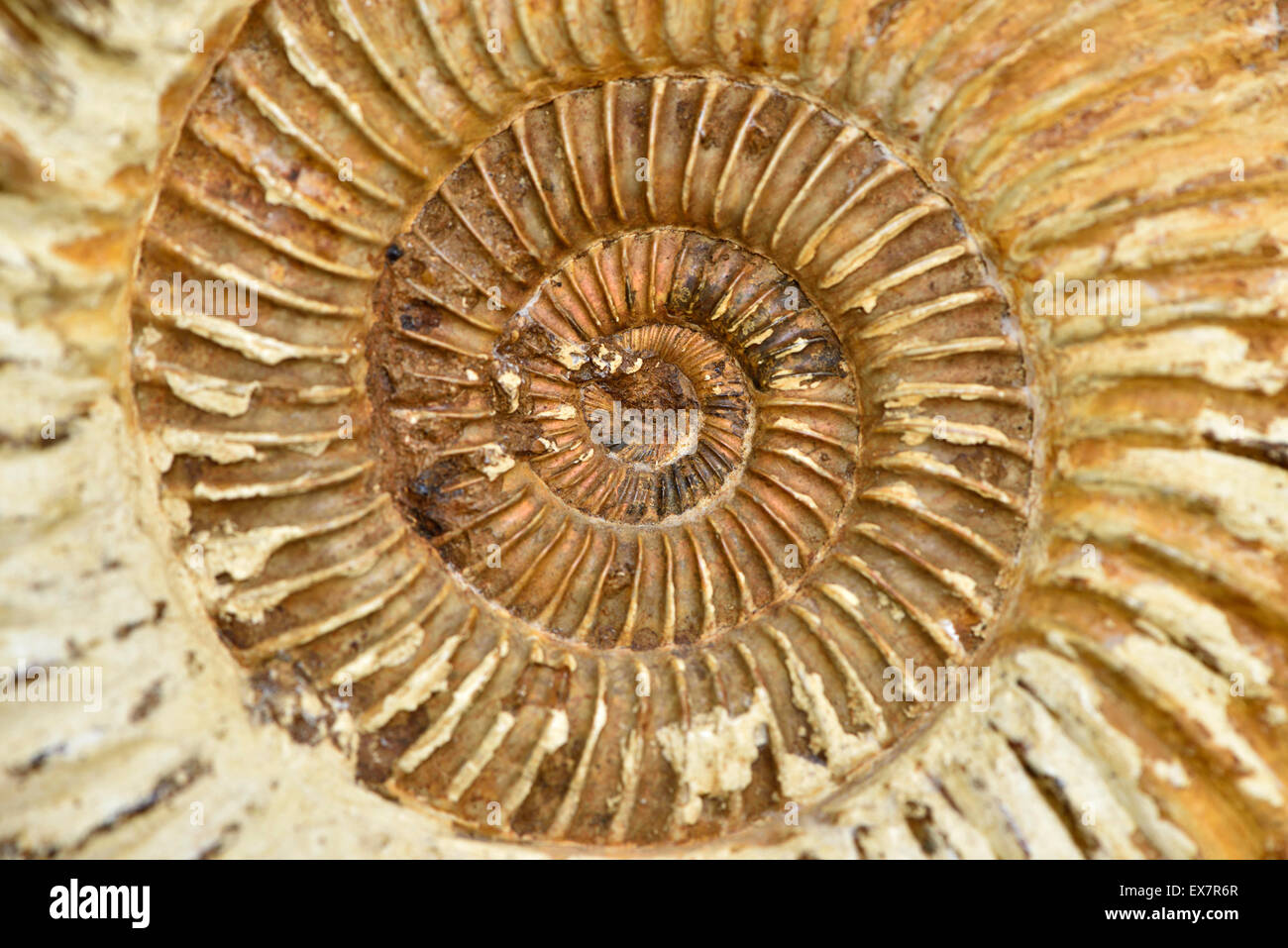 Antike Schale Textur Stockfoto