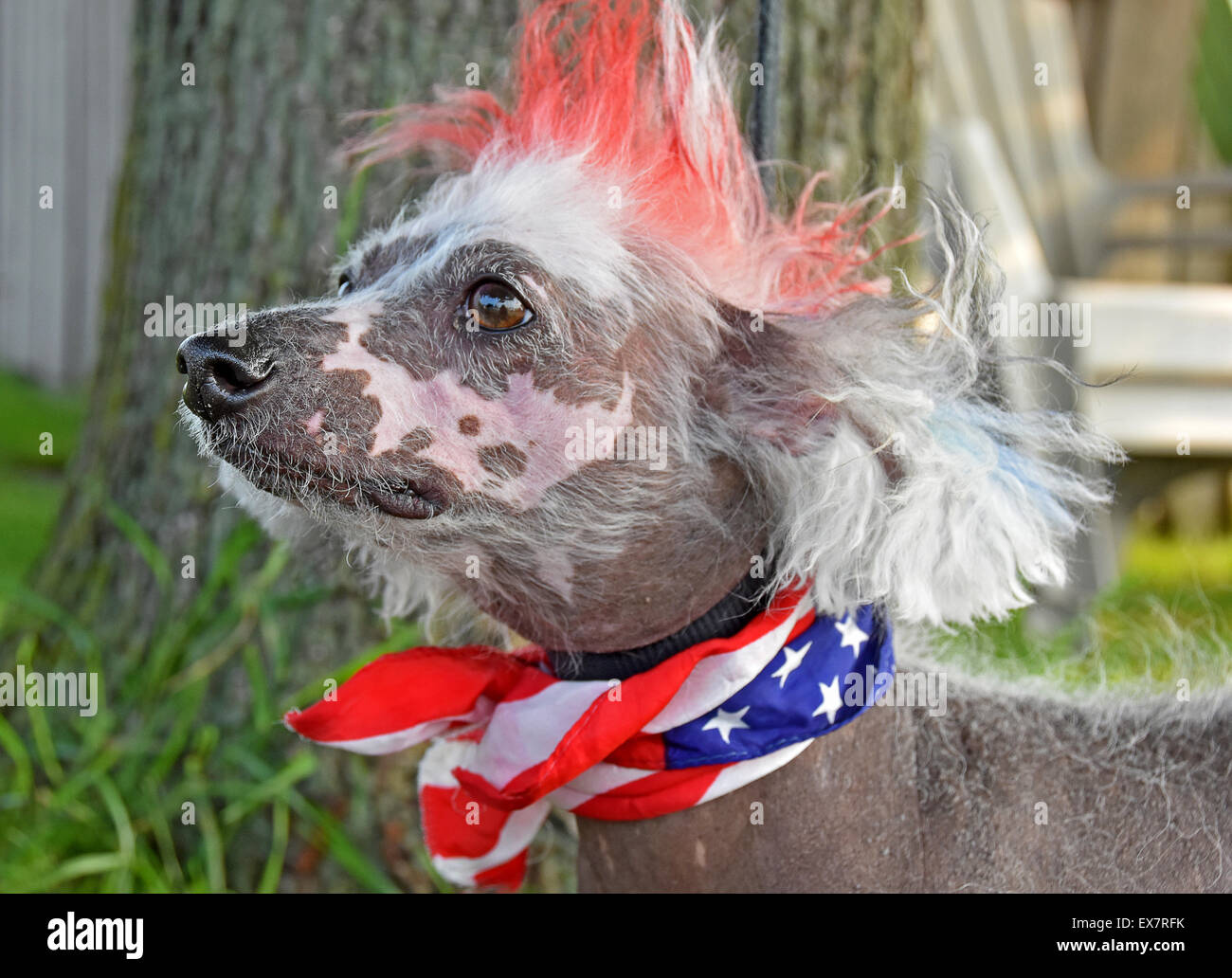 Chinese Crested Hairless Dog mit patriotischen Schal und gefärbtes Fell. Stockfoto