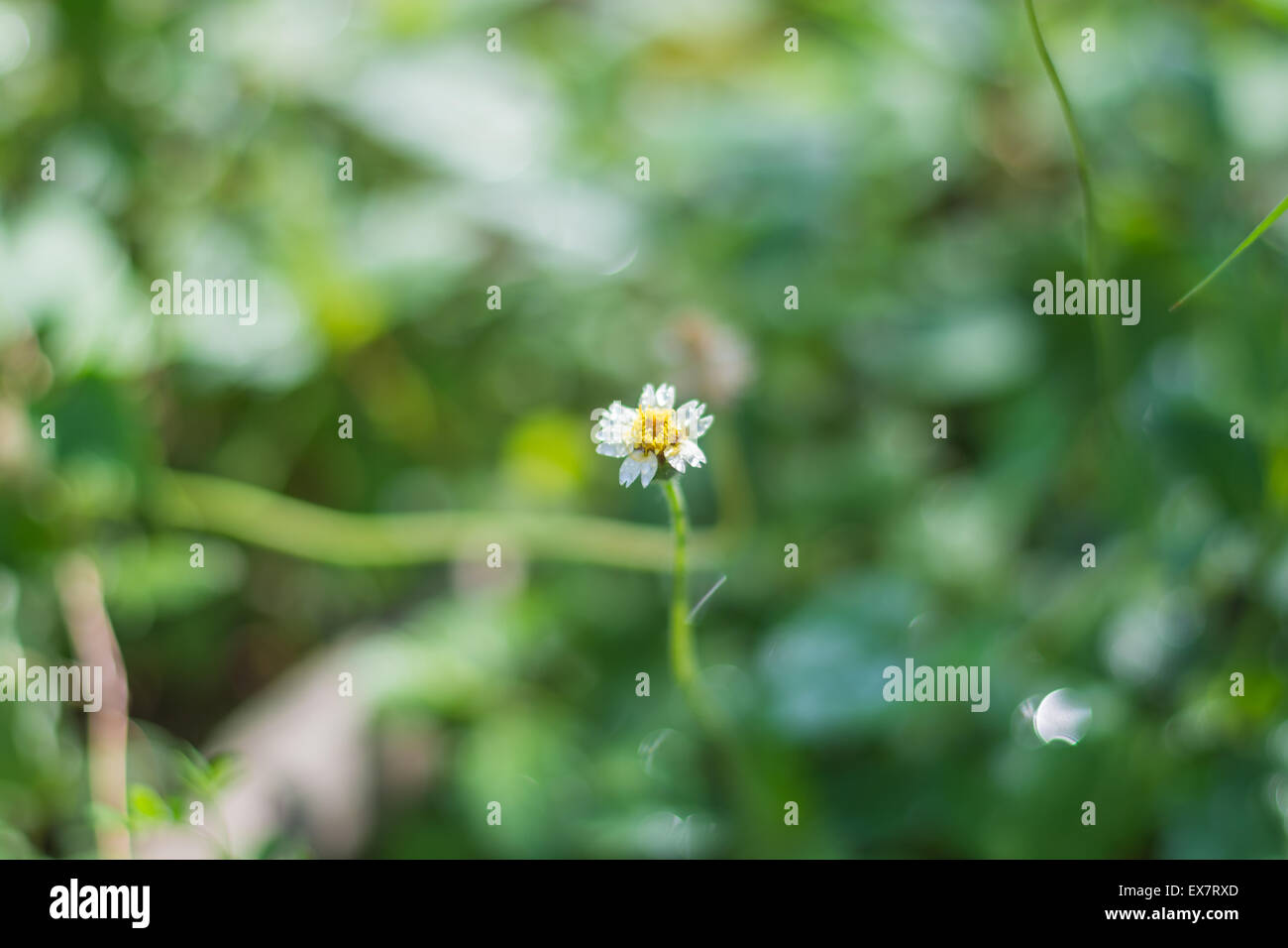 Mantel Knöpfe, mexikanische Daisy, Tridax Gänseblümchen, Wild Daisy (Tridax Procumbens L.) Stockfoto