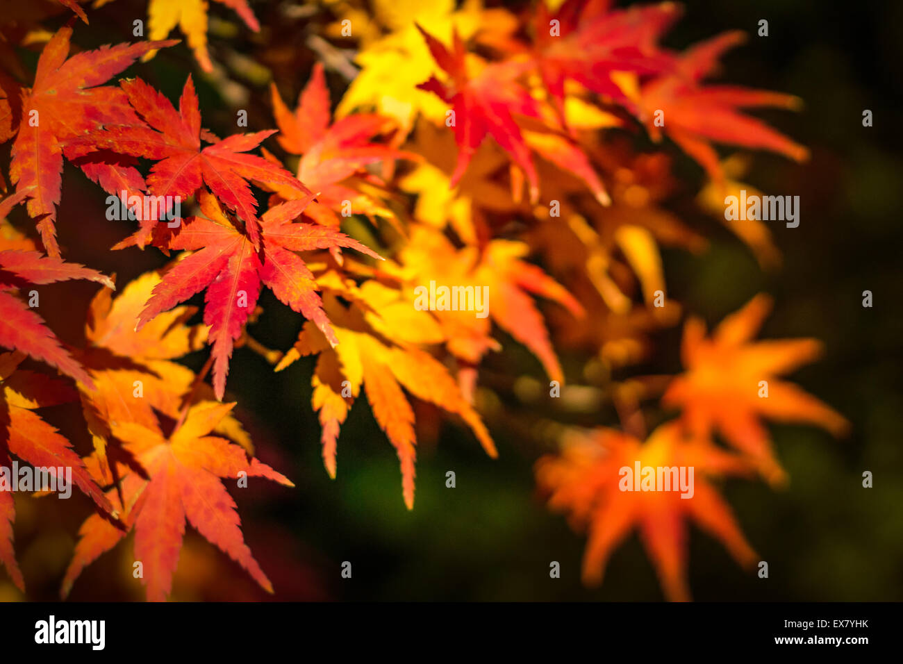 Japanische rot-Ahorn Baum Hintergrund Stockfoto