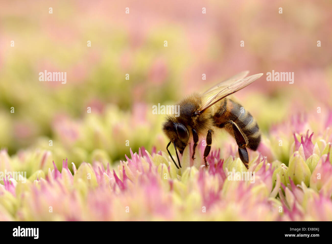 Honigbiene, die Fütterung auf Sedum Blume Stockfoto