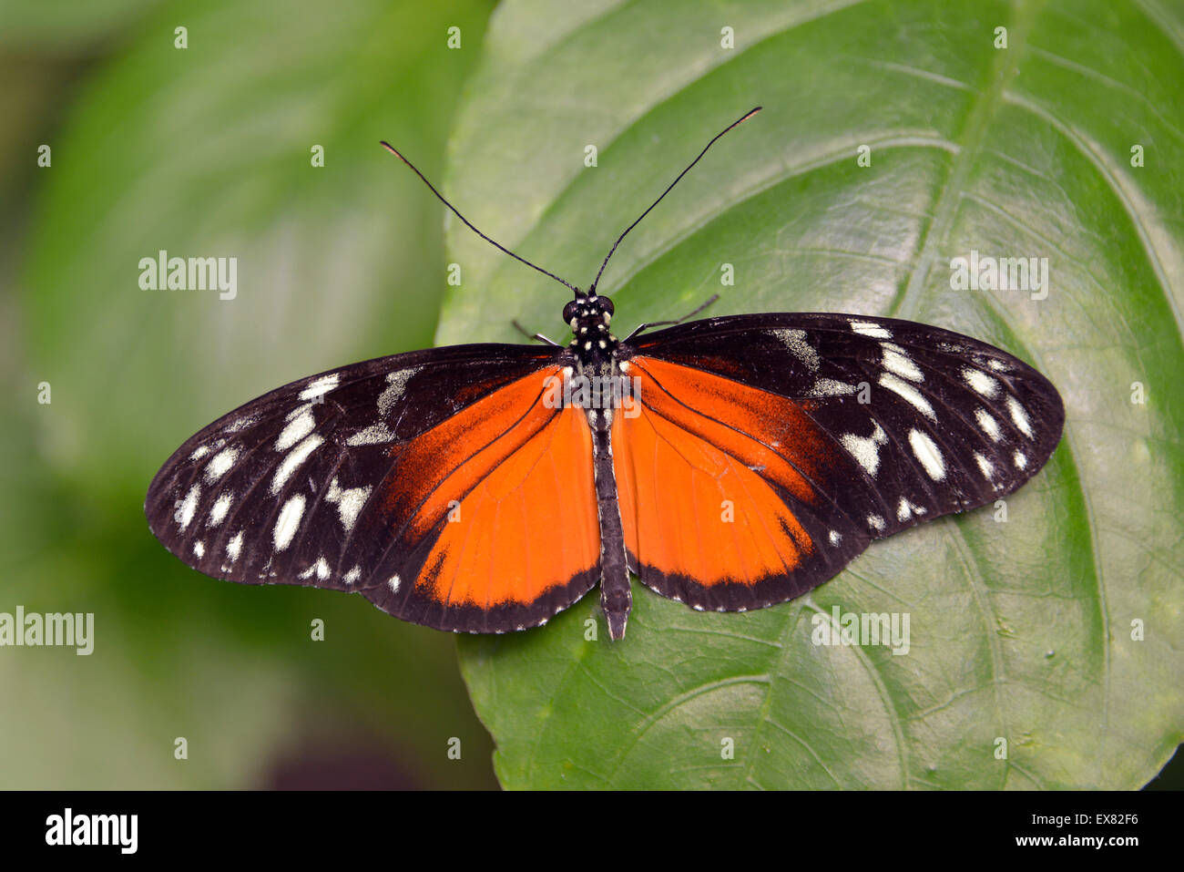 Tiger Longwing Schmetterling auf Blatt Stockfoto