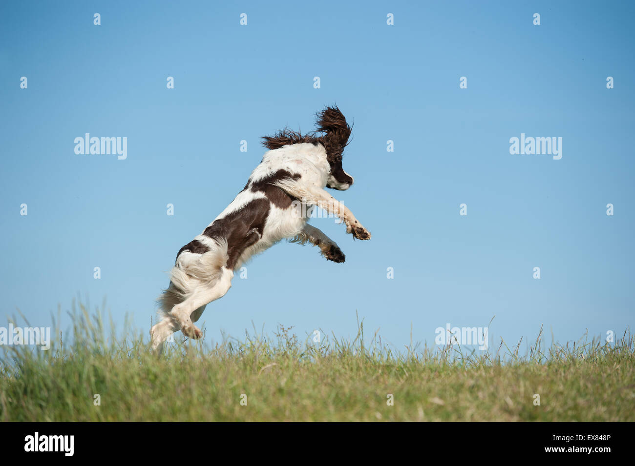 Springer Spaniel in die Luft springen Stockfoto