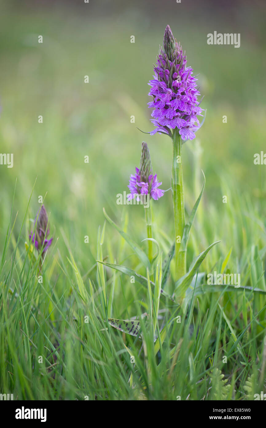 Heide gesichtet-Orchideen oder Moor entdeckt Orchideen (Dactylorhiza Maculata), Emsland, Niedersachsen, Deutschland Stockfoto