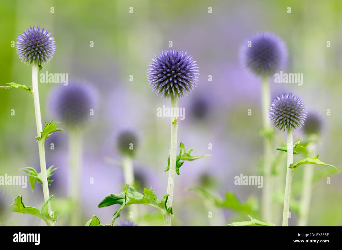 Blauer Globus Disteln (Echinops SP.), Nordrhein-Westfalen, Deutschland Stockfoto