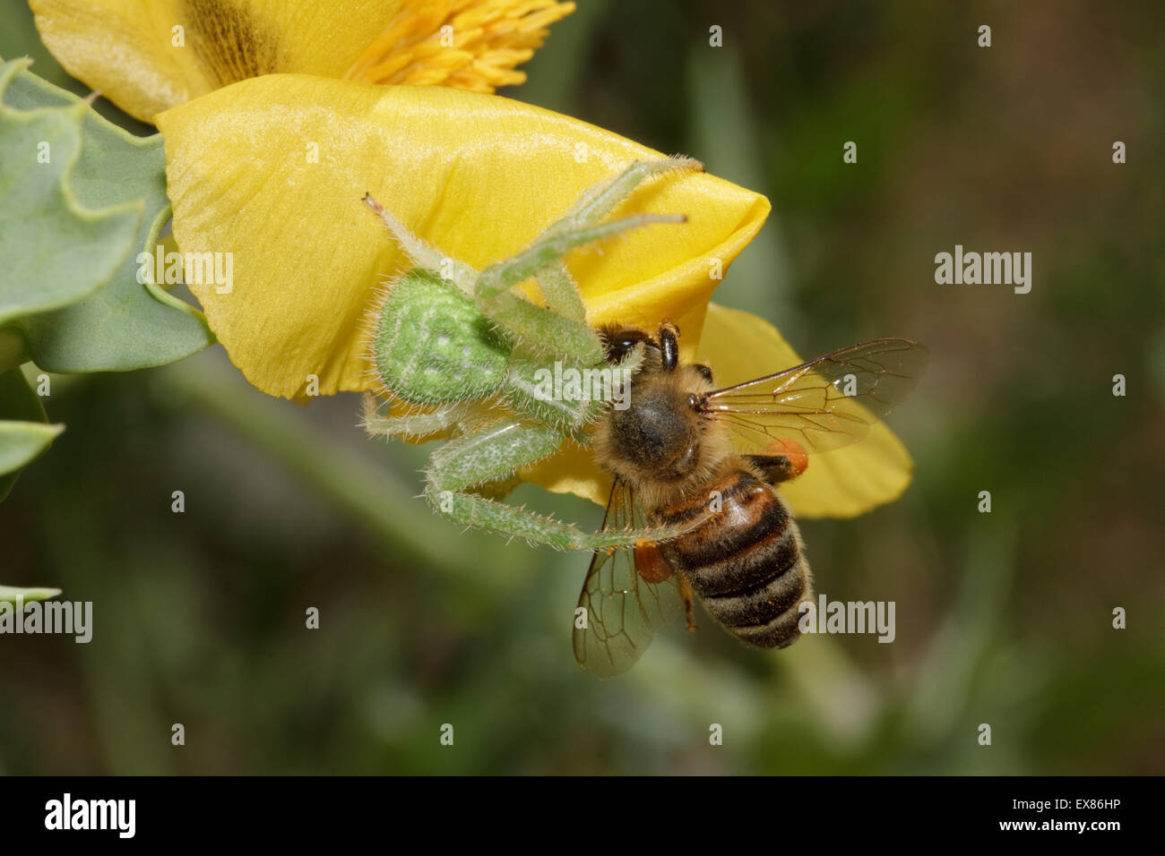 Grüne Krabbenspinne (sp) Heriaeus Arealseinbußen, Wirbellosen ziehen eine Honigbiene auf einer gelben Hornpoppy. Lemnos / Insel Limnos, Griechenland. Stockfoto