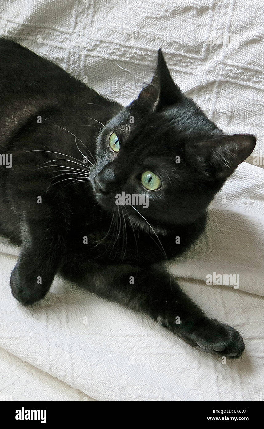 schwarze Katze auf einem Bett Stockfoto