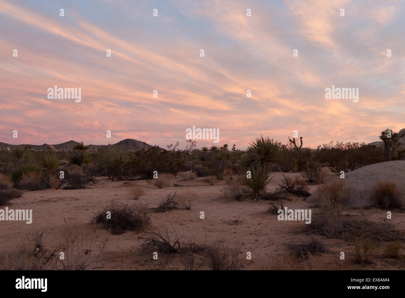 Sonnenaufgang bei Belle Campground, Joshua Tree National Park, California, USA Stockfoto