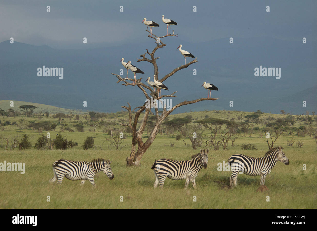 Ebenen Zebra (Equus Quagga) fotografiert in Tansania, Afrika Stockfoto