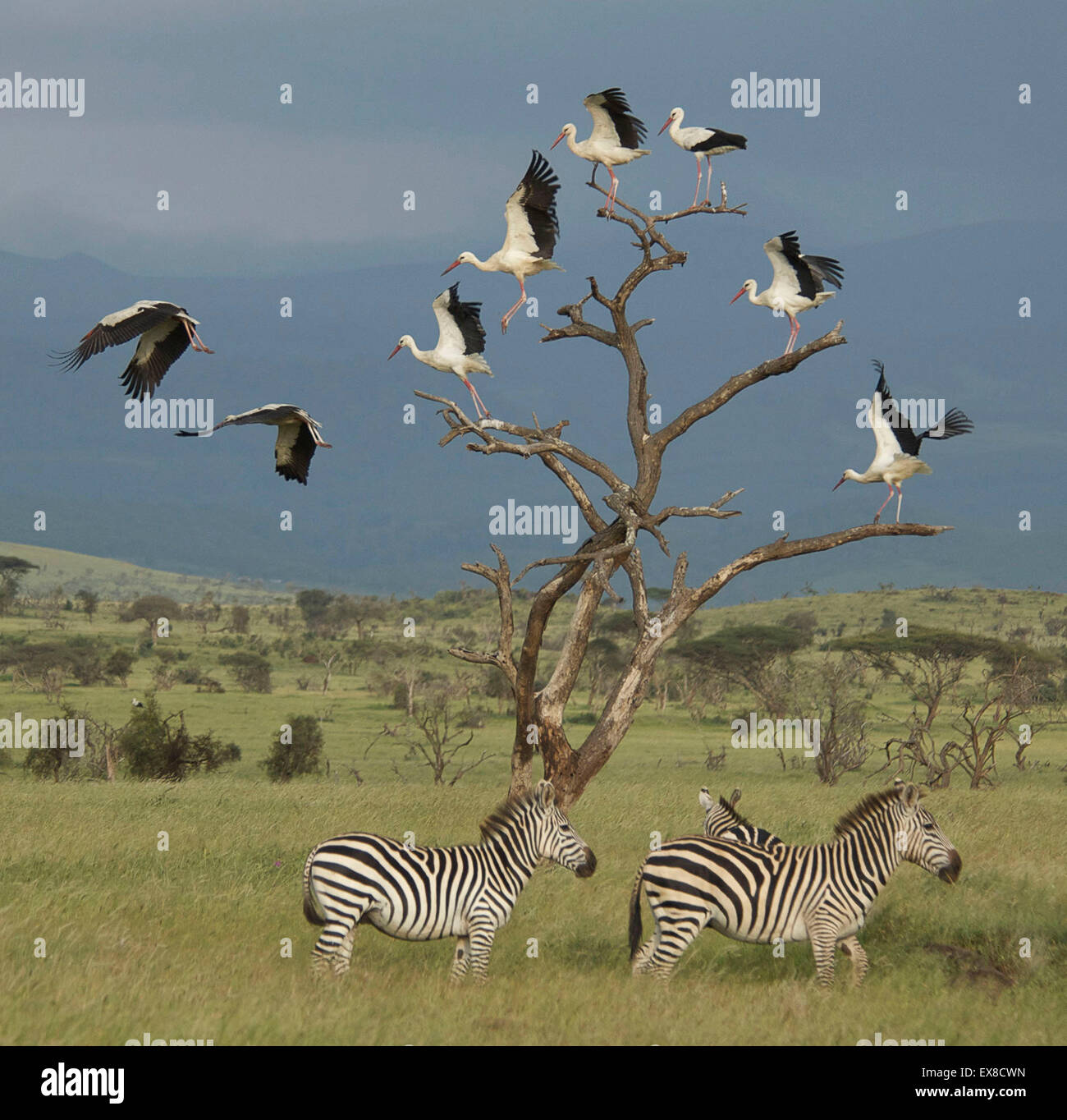 Ebenen Zebra (Equus Quagga) fotografiert in Tansania, Afrika Stockfoto