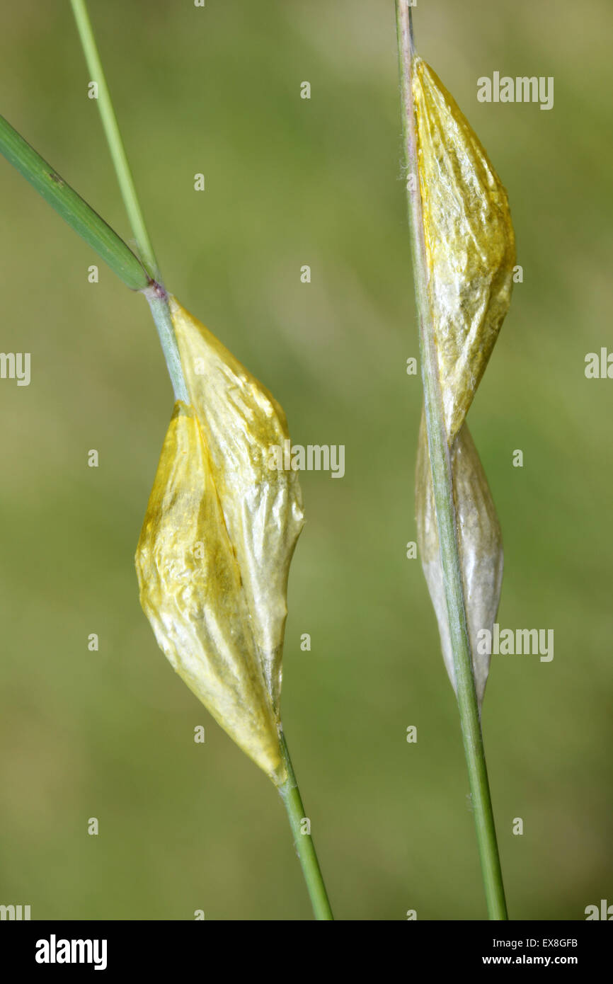Papery Kokons der sechs-Spot Burnet Motten Zygaena Filipendulae befestigt, Grass Stiele Stockfoto