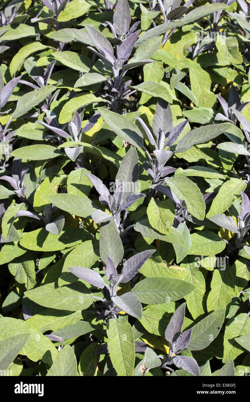 Lila Salbei Salvia Officinalis 'Purpurascens' Stockfoto
