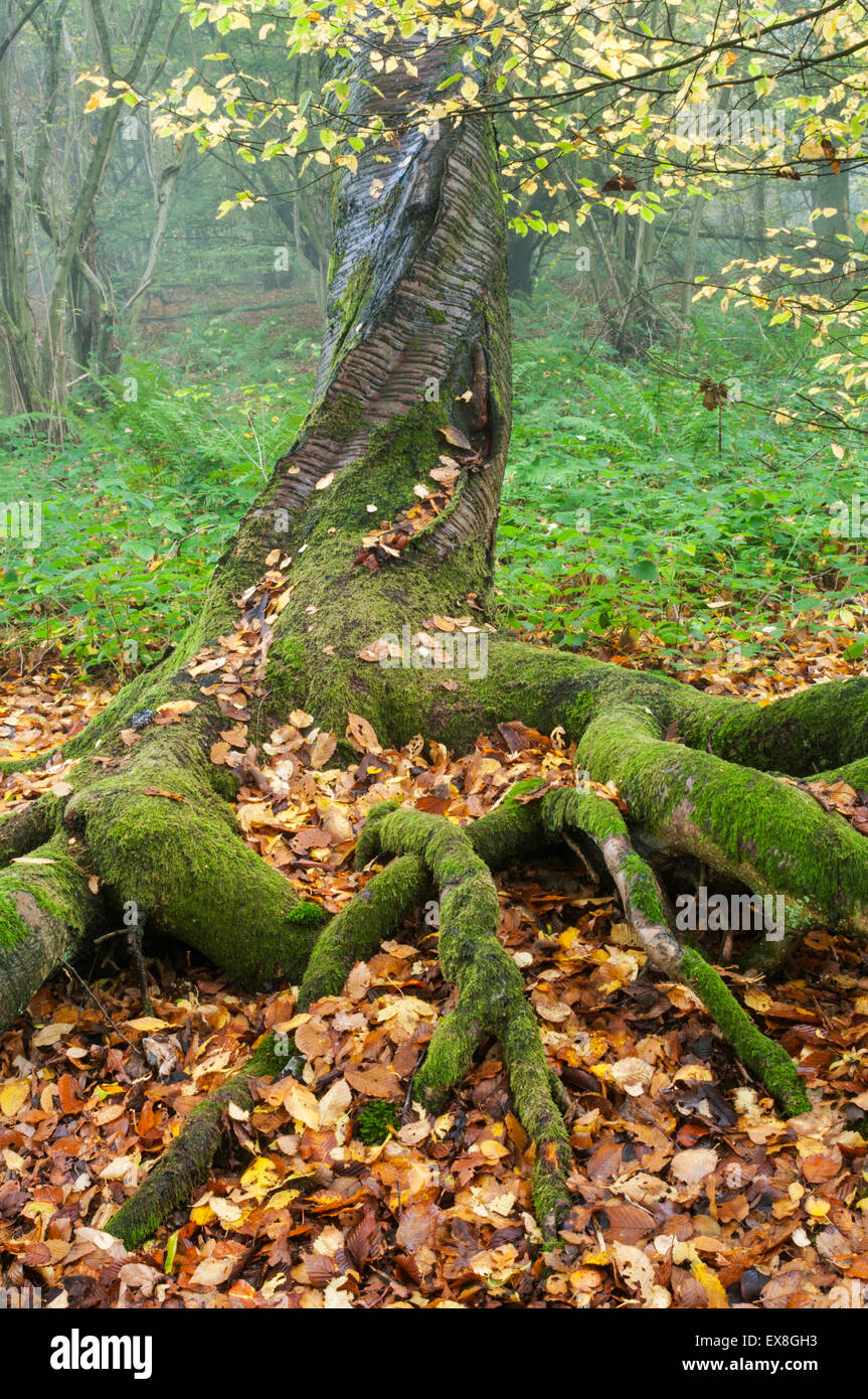 Wilde Kirsche (Prunus Avium) Baum, Wurzeln und Blätter in Niederwald Wald, Herbst Farbe, Kent, England Stockfoto