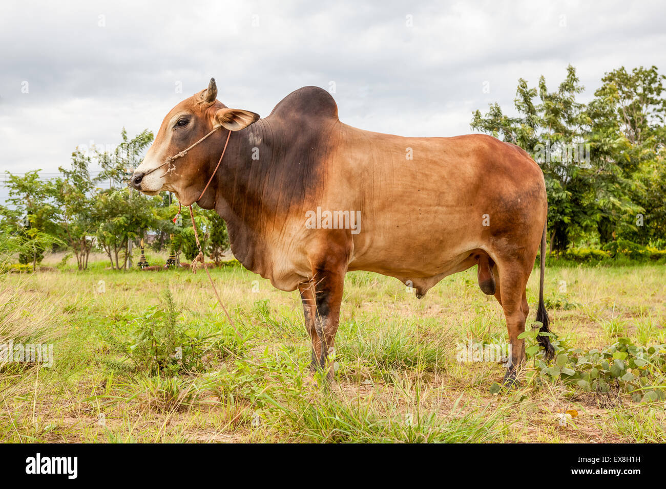 im Norden Thailands auf einer Wiese steht einen Stier mit einem Buld auf seinem Rücken Stockfoto