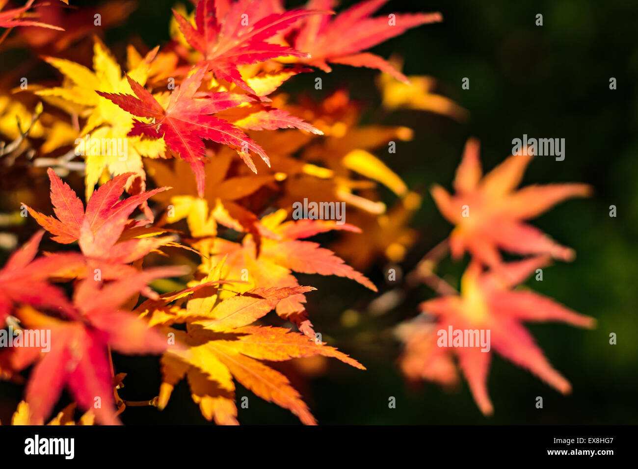 Japanische rot-Ahorn Baum Hintergrund Stockfoto