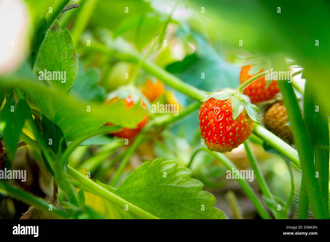 Nahaufnahme von Erdbeeren im Feld Stockfoto