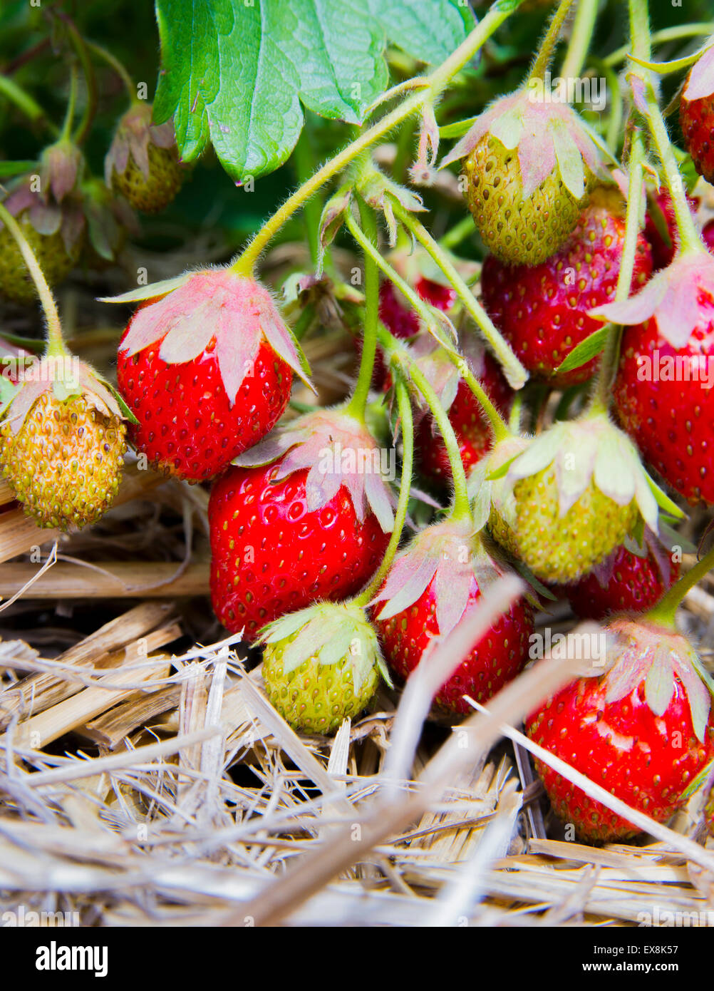 Erdbeeren im Feld auf dem Boden liegend Stockfoto