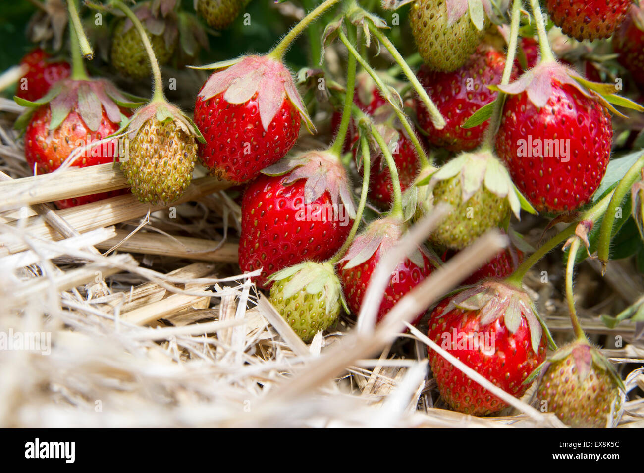 Erdbeeren im Feld auf dem Boden liegend Stockfoto