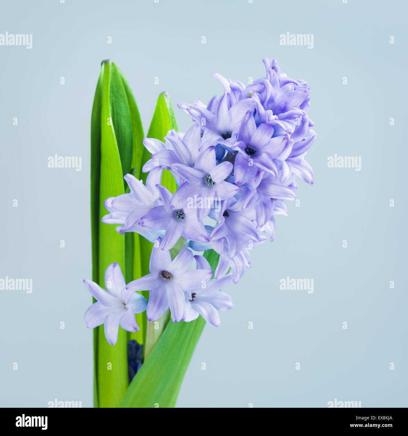 schöne frische blaue Hyazinthe auf blauem Hintergrund Stockfoto