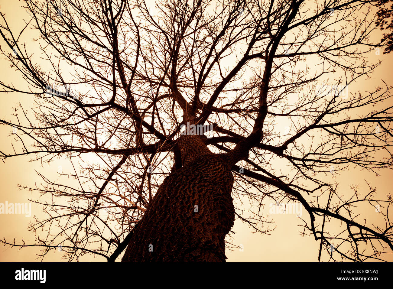 Ein Kahler Baum ist gegen eine orange gefärbten Himmel abhebt. Stockfoto