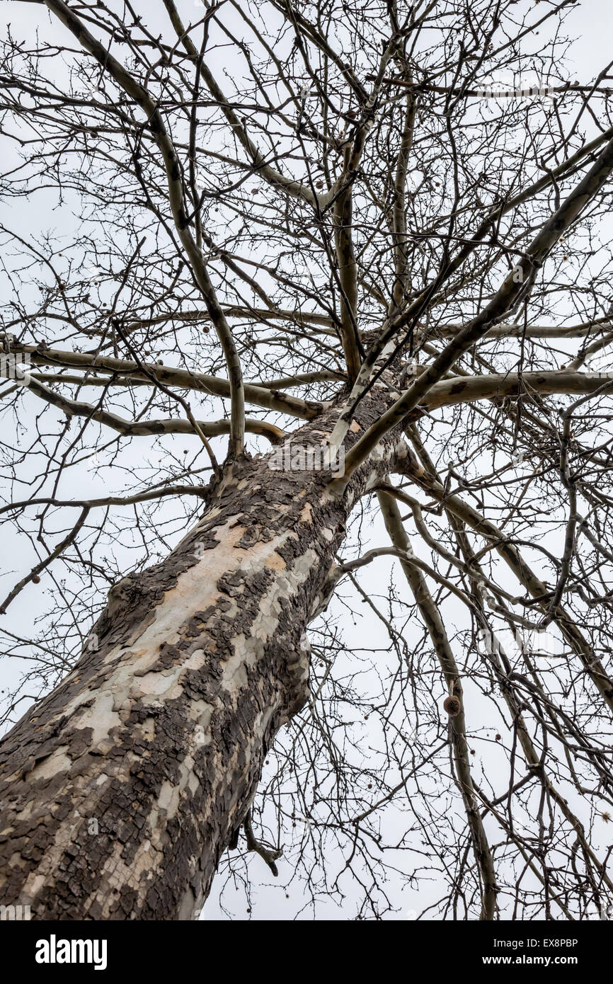 Ein Alter, knorrigen aussehenden Baum sitzt vor einem grauen Himmel. Stockfoto