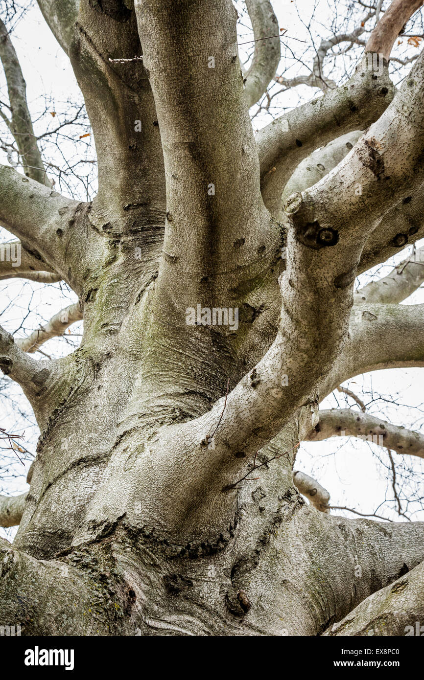 Ein Alter, knorrigen aussehenden Baum sitzt vor einem grauen Himmel. Stockfoto