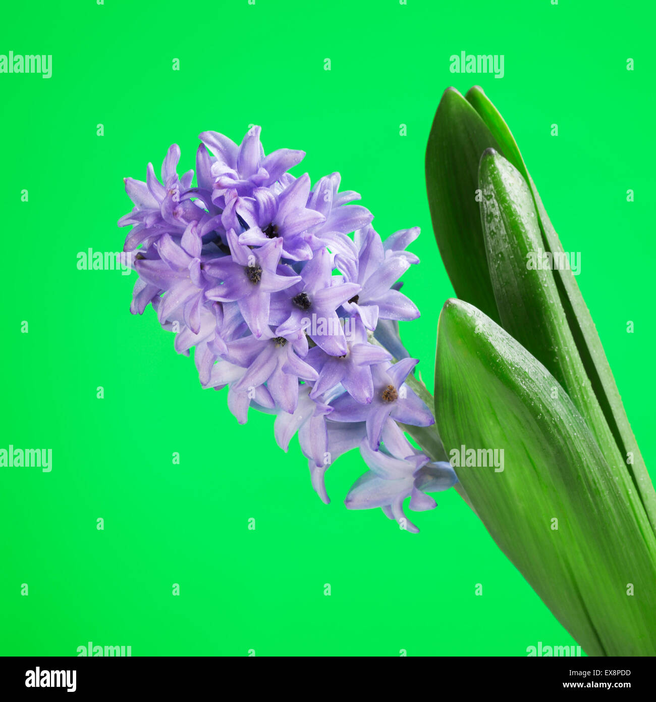 schöne frische blaue Hyazinthe auf grünem Hintergrund Stockfoto