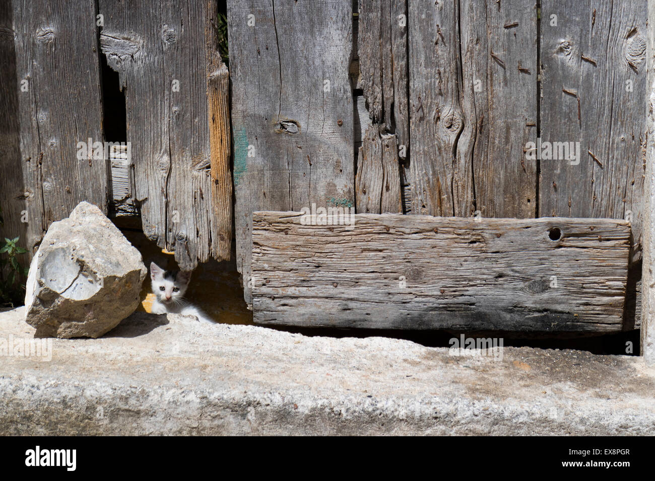 Streunende Katze Kätzchen versteckt sich hinter einer Holztür Stockfoto