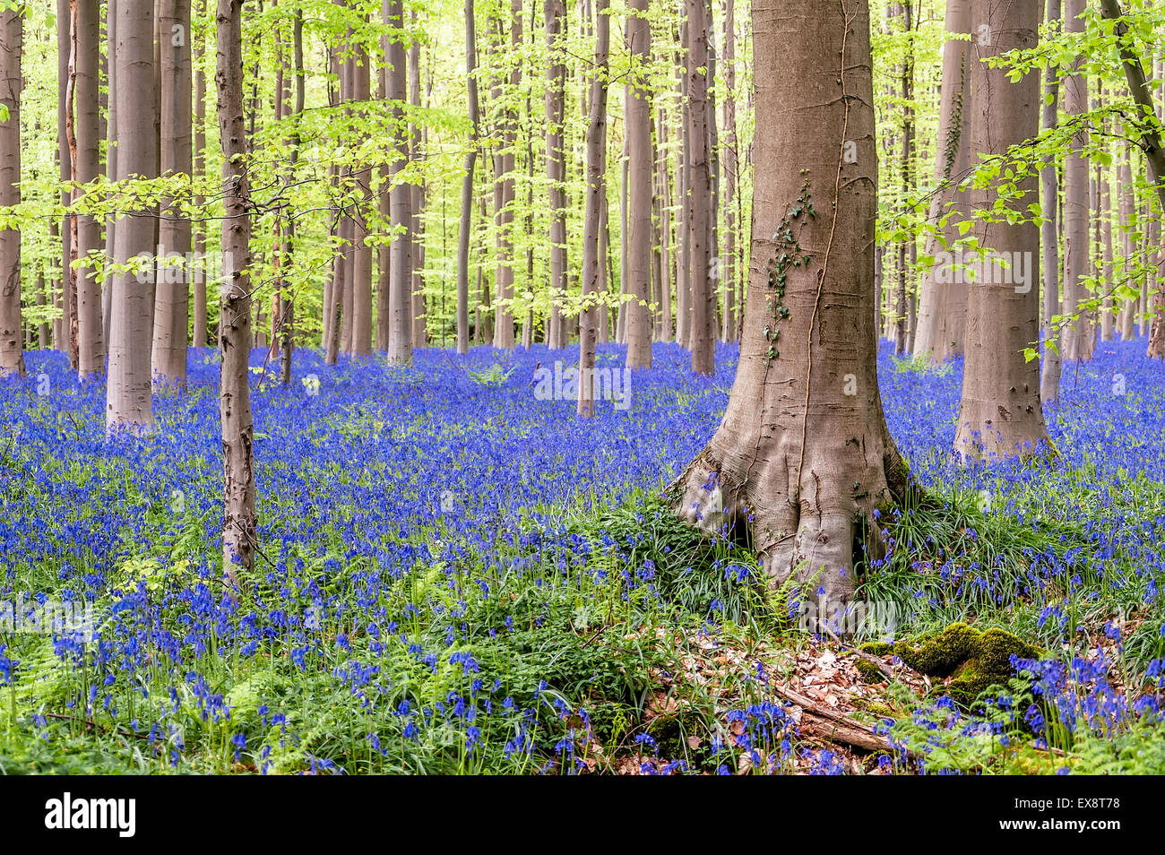 Erstaunliche Wald mit einem Teppich von Blaue Hyazinthen in Belgien Stockfoto