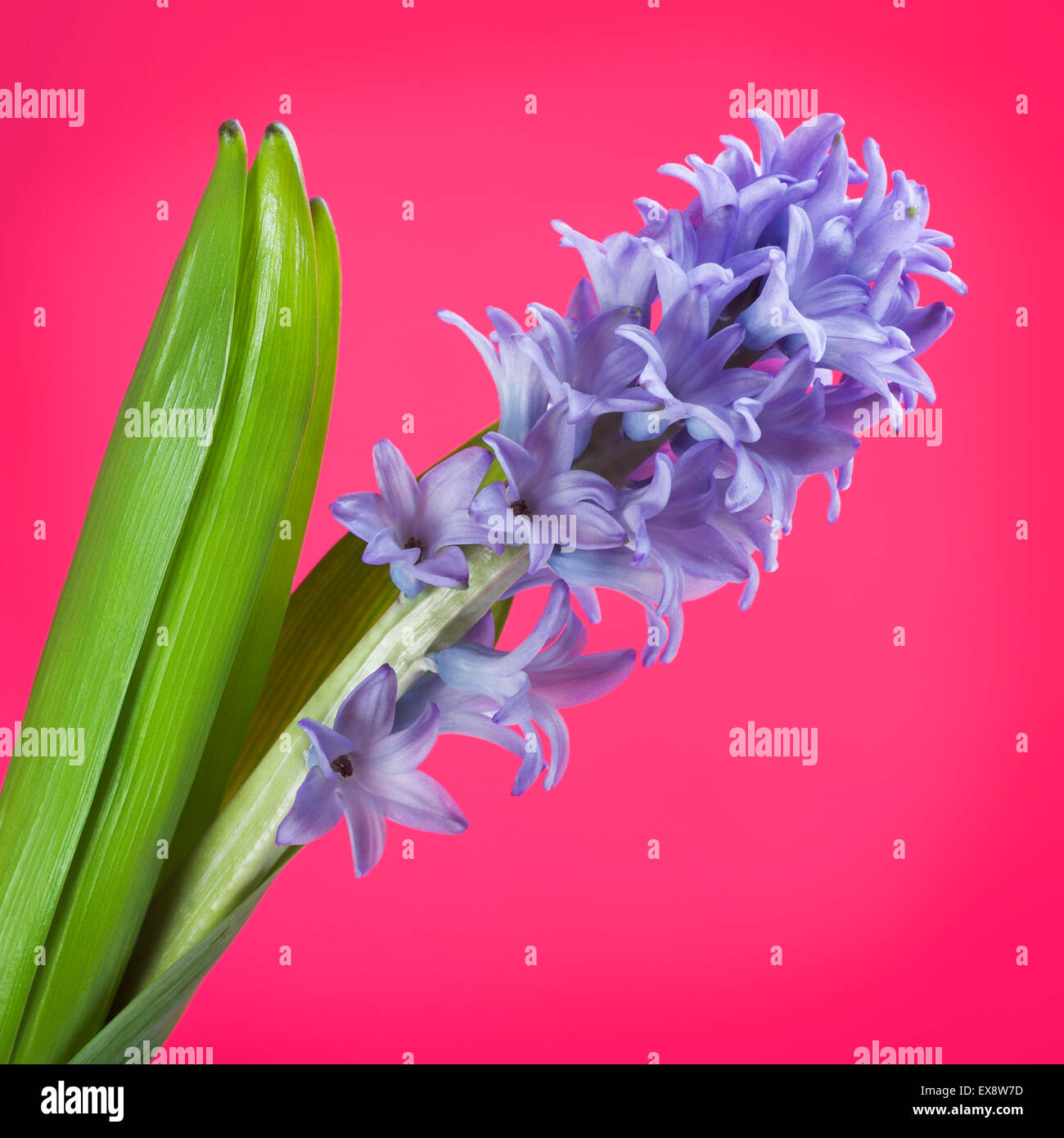 schöne frische blaue Hyazinthe auf rotem Grund Stockfoto