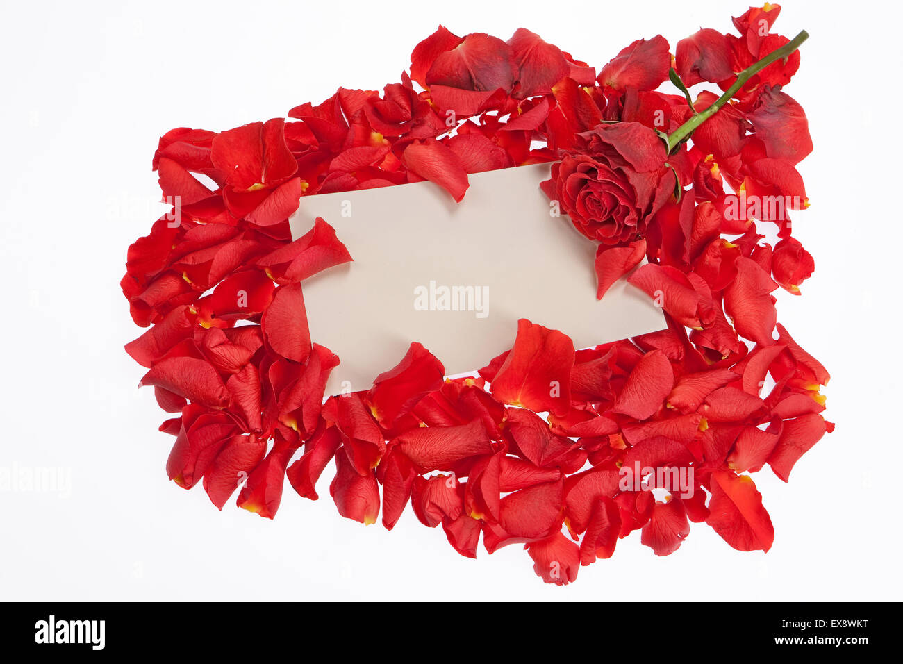 Rosenblüten Rot Blume niemand gruppieren Sie Objekte Hintergründe großer Kopf voller Farbbild isoliert bud floral Kopie auf weiß im Horizont Stockfoto